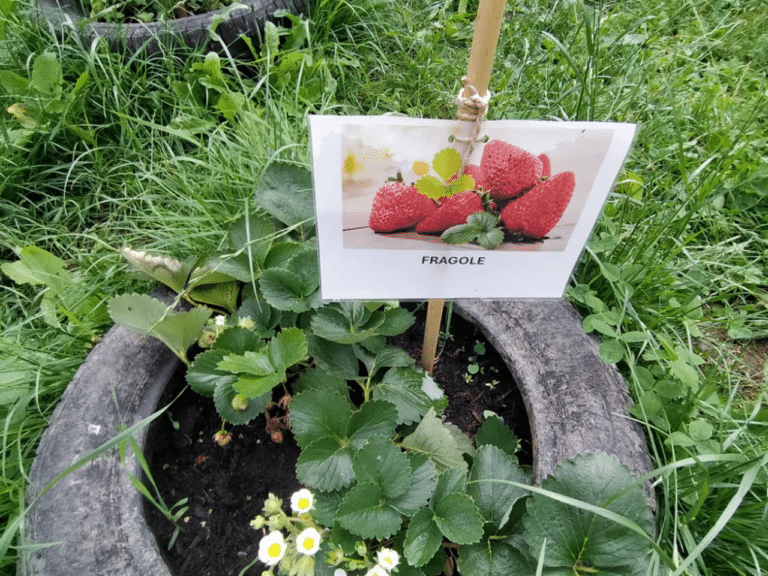 Orto in giardino 2