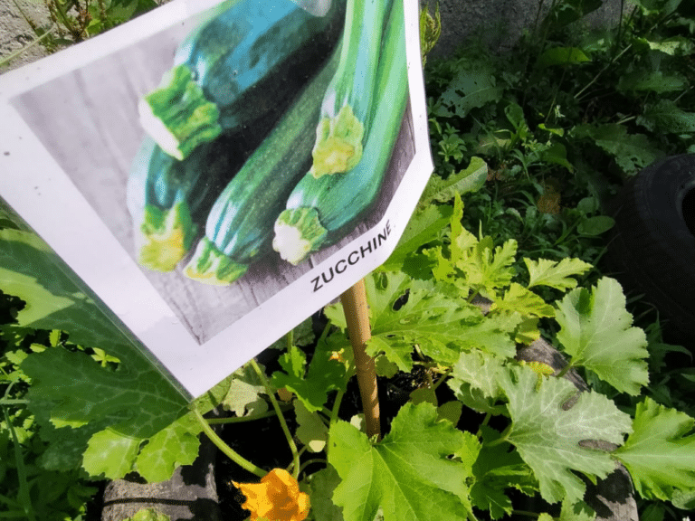 Orto in giardino 3