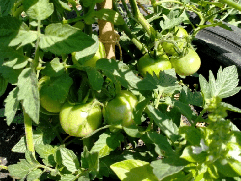 Orto in giardino 4