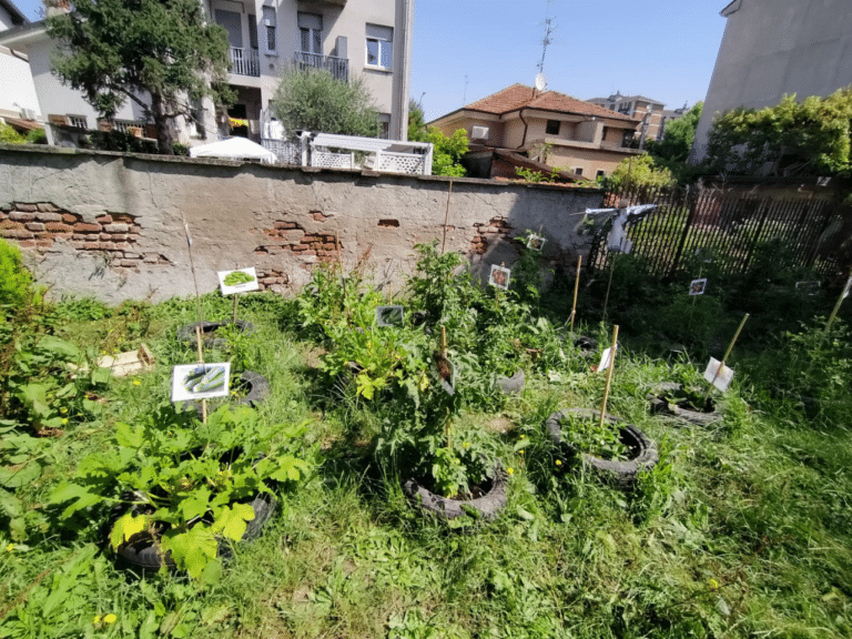 Orto in giardino 5