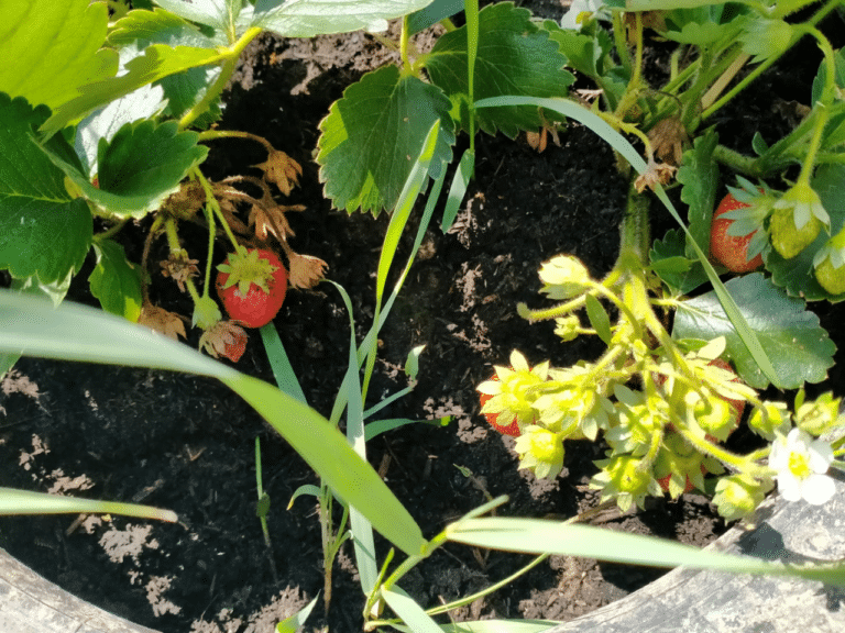 Orto in giardino 6