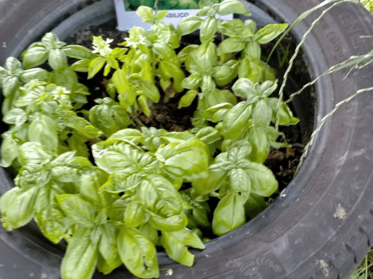 Orto in giardino 7